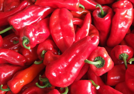 和县辣椒