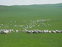 鄂尔多斯草原 鄂尔多斯草原