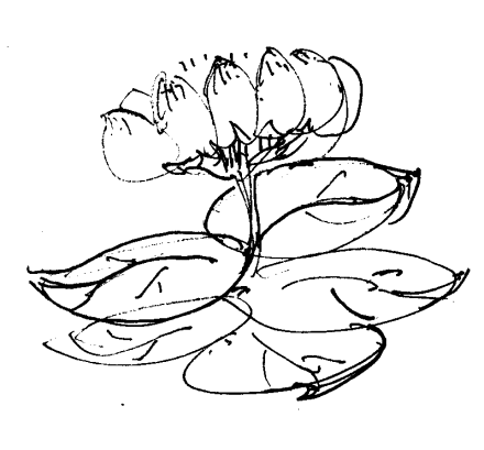 一花五叶 一花五叶