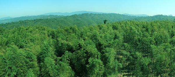 竹海国家森林公园