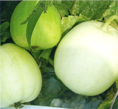 成安薄皮甜瓜 成安薄皮甜瓜