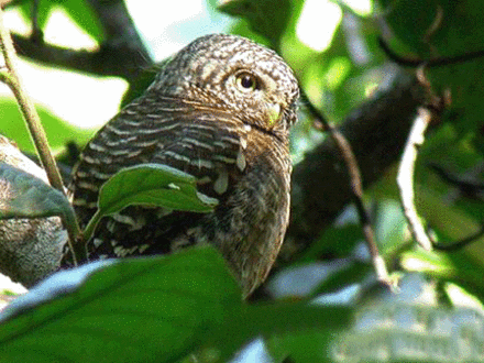 侏儒猫头鹰 侏儒猫头鹰