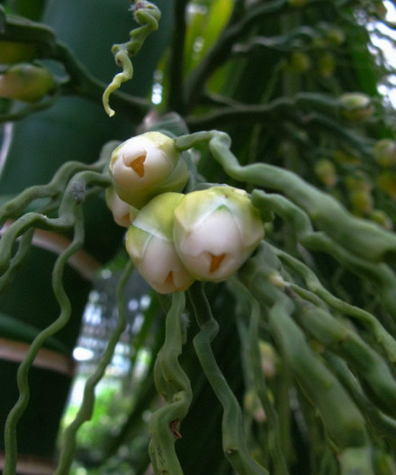 槟榔(花苞) 槟榔(花苞)