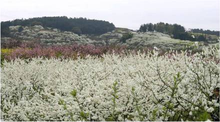 唐家坡李花源景区 唐家坡李花源景区