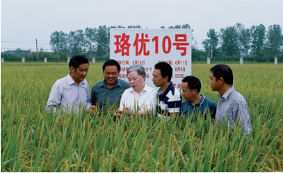 武大珞优10号杂交水稻 武大珞优10号杂交水稻