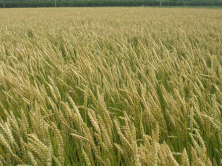 北大荒小麦 北大荒小麦