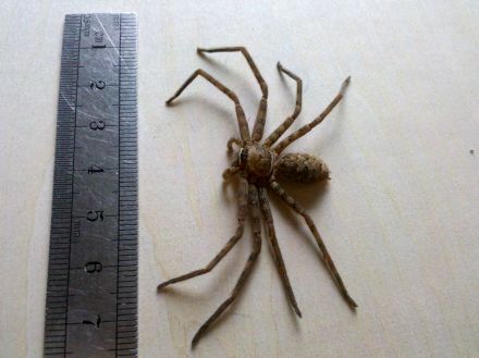 白额高脚蛛 白额高脚蛛