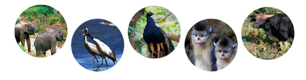 动物资源 动物资源