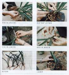 分株繁殖 分株繁殖