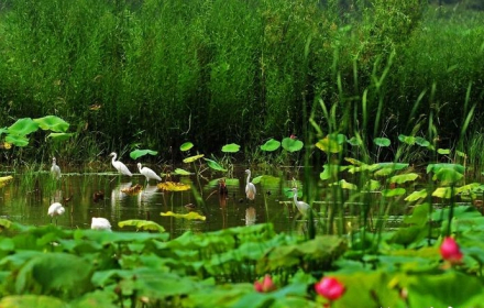 微山湖湿地景观 微山湖湿地景观