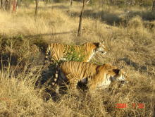 肉食性动物 肉食性动物