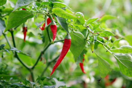 辣椒 辣椒