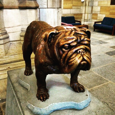 耶鲁大学吉祥物 耶鲁大学吉祥物