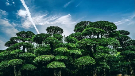 京山市市树:对节白蜡 京山市市树:对节白蜡