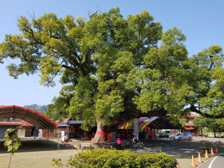 南投县的集集大樟树 南投县的集集大樟树