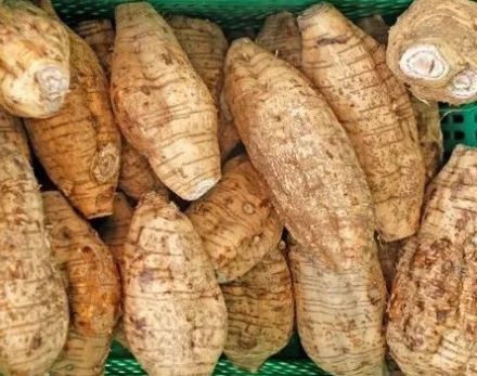 火山粉葛 火山粉葛