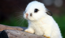 真兽亚纲 真兽亚纲