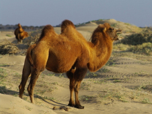 骆驼 骆驼