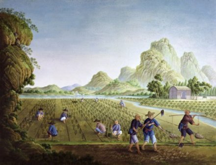 中原农业 中原农业