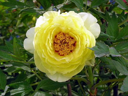 洛阳牡丹 洛阳牡丹