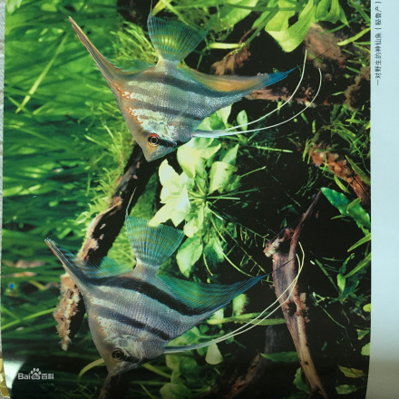 秘鲁神仙鱼 秘鲁神仙鱼