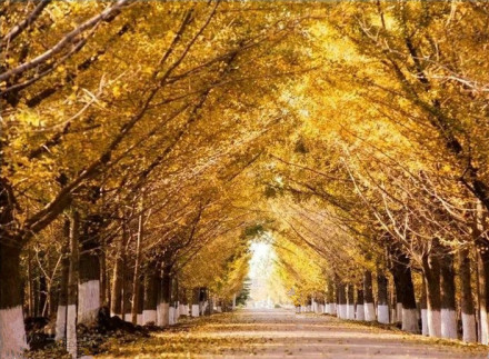 徐州银杏时光隧道