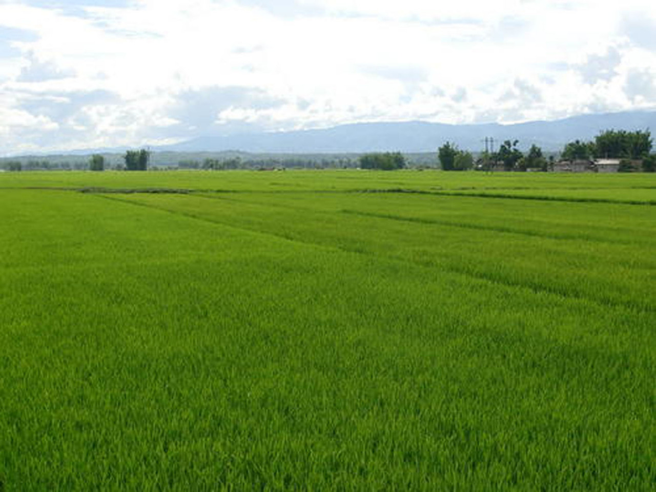 长沙镇水稻图
