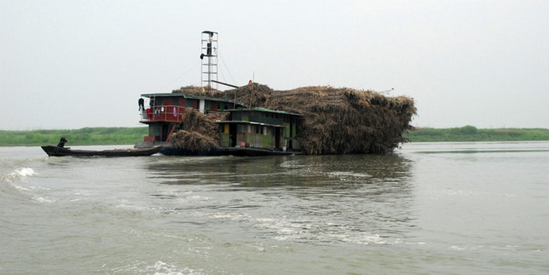 洞庭湖芦苇收获