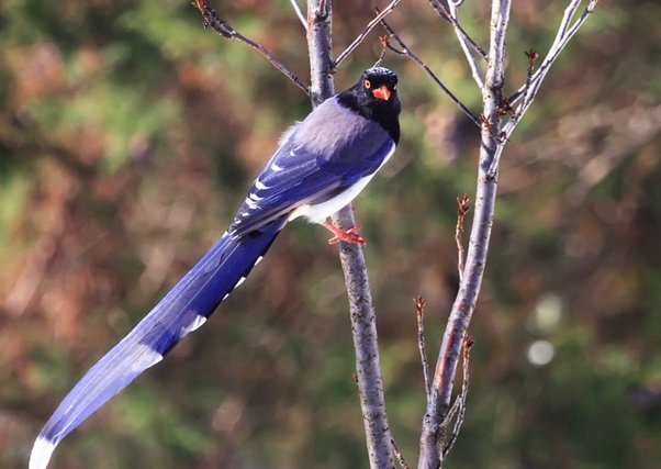 红嘴蓝鹊