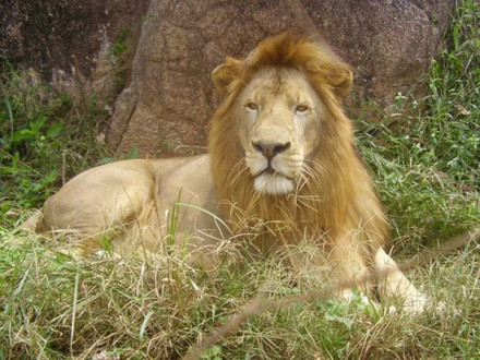 喀麦隆狮
