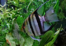 灰斑马神仙鱼 灰斑马神仙鱼