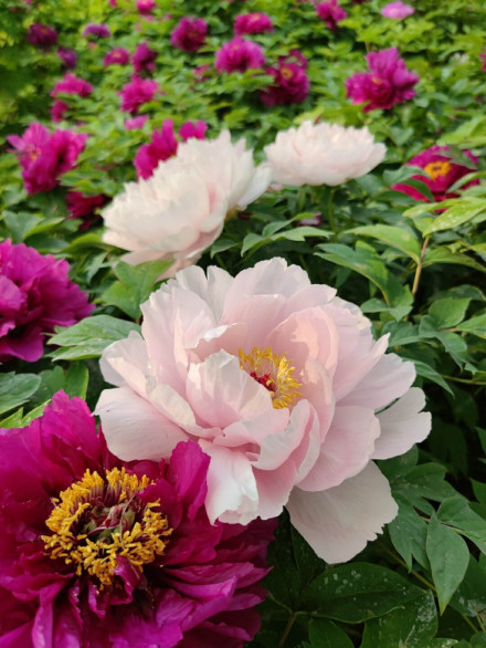 洛阳牡丹 洛阳牡丹