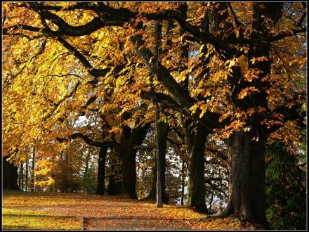 秋季 美景 秋季 美景