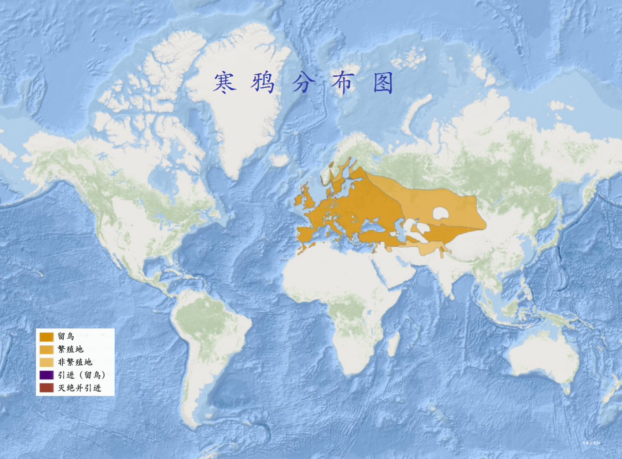 寒鸦分布图 寒鸦分布图