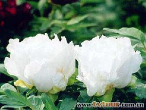 洛阳牡丹 洛阳牡丹