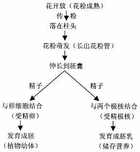 被子植物双受精过程示意 被子植物双受精过程示意