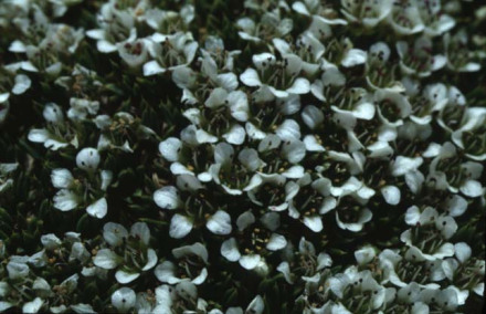 盘状雪灵芝
盘状雪灵芝