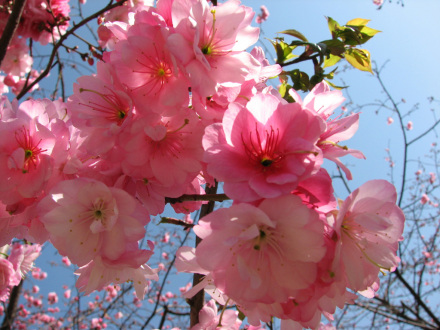 圆通山樱花 圆通山樱花