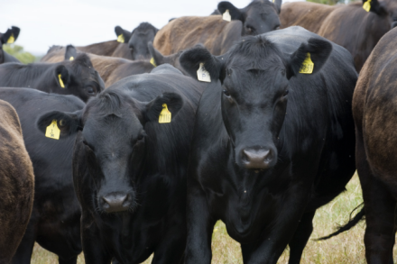 澳大利亚肉牛业 澳大利亚肉牛业