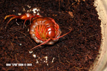 蜈蚣孵卵 蜈蚣孵卵