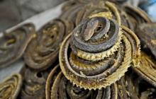 药用蛇类 药用蛇类