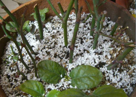 扦插繁殖 扦插繁殖