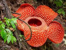 阿诺德大王花 茉莉花