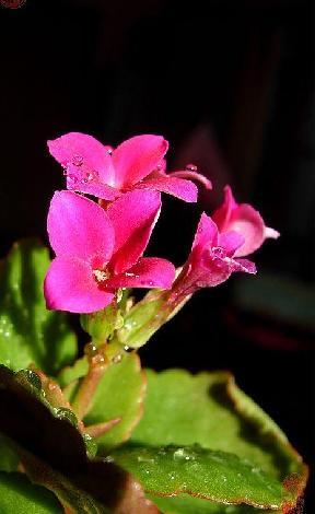 花萼分不同的类型 花萼分不同的类型