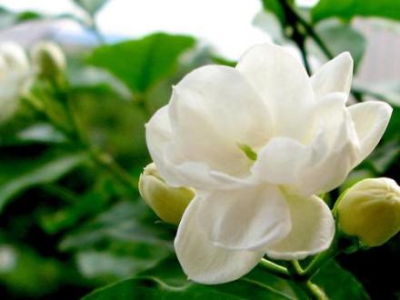 双瓣茉莉 双瓣茉莉