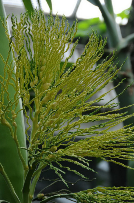 槟榔(花序) 槟榔(花序)