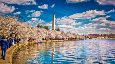 波托马克河沿岸的樱花 波托马克河沿岸的樱花