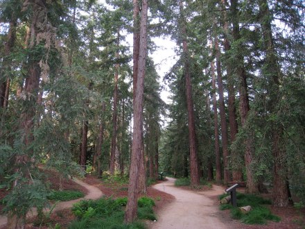 UC Davis植物园红木林区 UC Davis植物园红木林区