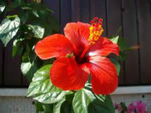 朱槿（原变种）