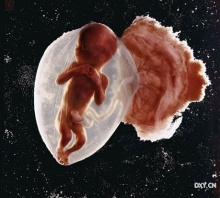 生命的奇迹 生命的奇迹